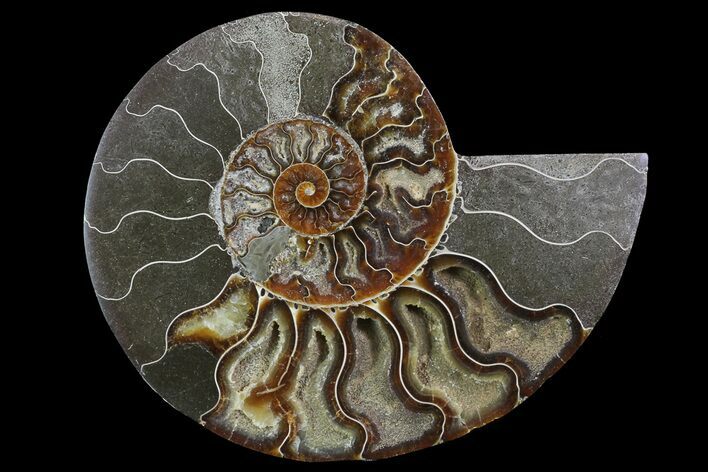 Bargain, Cut Ammonite Fossil (Half) - Agatized #69049